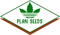 Plan Seeds - магазин семян конопли